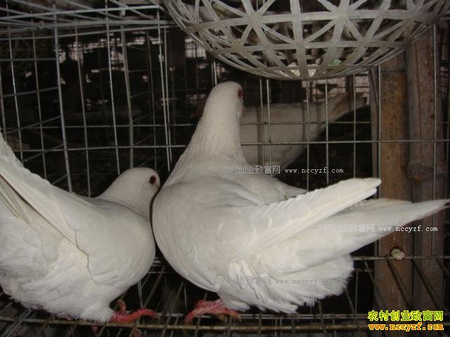 �Ĵ������з��������ȫ��ֳ������������