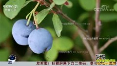 [ÿ��ũ��]��С��Ѱ�ġ���ɫ���顱Ұ����ݮ׬��Ǯ