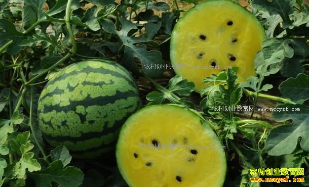 ɽ�������س����壺��ֲ��ȿ���ϳ�ũ���¸�����Ŀ