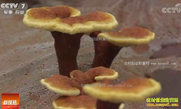 [�Ƽ�Է]���ս�կ���ĺ������������֥������Ƶ