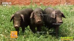 [ũ�����]����������˽�˶��Ƶĺɰ���Ч���