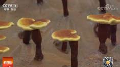 [�Ƽ�Է]���ս�կ���ĺ������������֥������Ƶ