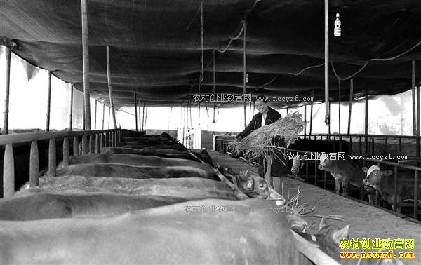 ����ʯ�����ع��ũ����ֳ��ţ��׬����