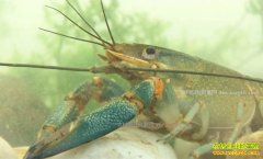 [�¸���]���ճ�����ʤ������ֳ������Ϻ����ǧ��Ƹ�