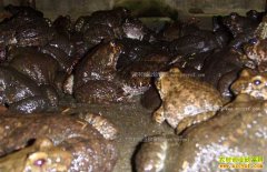 ������ˮ���ľ��˹���ʯ����ƶ�¸�