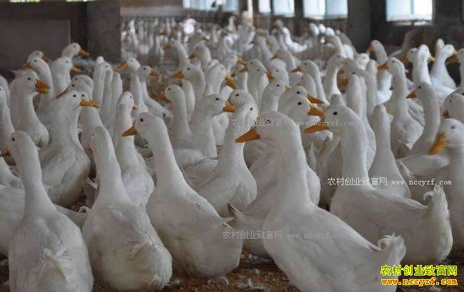 2018����Ѽǰ�����ɱ��������