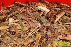 [ũ�����]�������ֳ������Ƶ