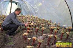 ��ʿ������������н�ؼ�����֥����ȫ�����¸�