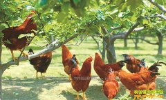 �Ĵ��㰲�ؽ������������� ΢��������·��