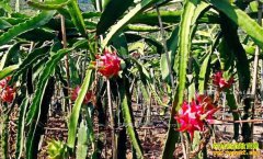 ������ɽ�����ֽ�����������ɽ�ֳ�������