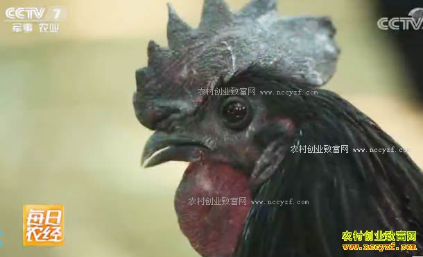 [ÿ��ũ��]���ݳ�ˮ������ɢ���ڹǼ�׬Ǯ���ŵ�