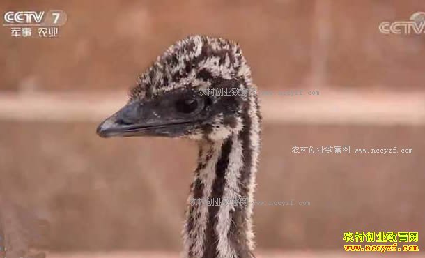 [�Ƽ�Է]���ȵ�������˰�