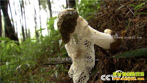 [�¸���]������ˮ��ʯ�����Ұ����ݥ����֥�Ƹ�