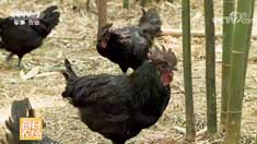 [ÿ��ũ��]���ݳ�ˮ������ɢ���ڹǼ�׬Ǯ���ŵ�