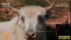 [ÿ��ũ��]��ظ�ԭѰ���ຣ������ţ������