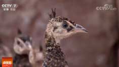 [�Ƽ�Է]���ȵ�������˰�