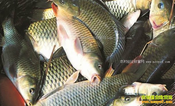 �Ĵ����٣���������Ͷ��С����Ч�졢Ч��߳��¸�����Ŀ