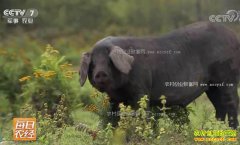 [ÿ��ũ��]������Į�ӣ��Ͻ�ɽ�ֵĺ���������