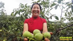 [�¸���]ɽ����Դ������ֲ��Ƥ��������800��