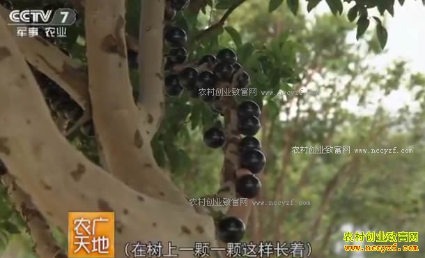 [ũ�����]�����Ͼ�����������ֲ�����Ѳ�������׬Ǯ