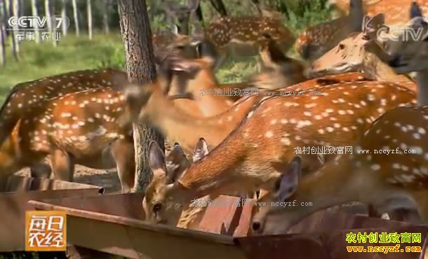 [ÿ��ũ��]��С��÷��¹һ���� 20170913