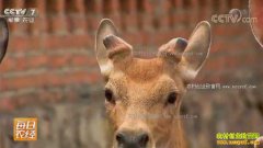 [ÿ��ũ��]��С��÷��¹һ����