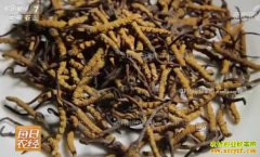 [ÿ��ũ��]��������ѩ���ԭ�ϵĳ�ݲƸ�