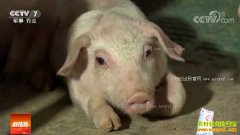 [�Ƽ�Է]�㽭ͩ���ź���һͷ������6000Ԫ������