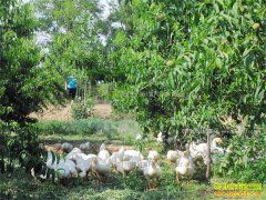 �㽭�����������԰����Ч�淭һ��