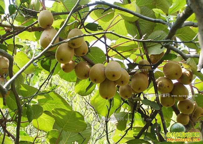 �������ݳ�������ֲ⨺��ҽ���¸���