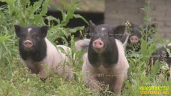 [�¸���]���������ڼ����������������¸���Ƶ