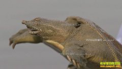 [�¸���]��Ҫ���� ��Ҫ������ɽ������չ����������¸���Ƶ