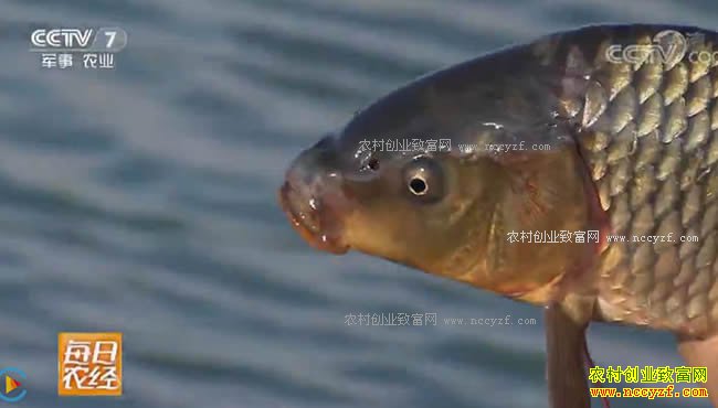 [ÿ��ũ��]ˮ�вƸ������ܣ������Ļƺ����㲻һ�� 20170919