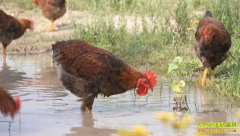 [�¸���]�������º�����ֳ�⼦�ӹ�������ϴ���ǧ��Ƹ�