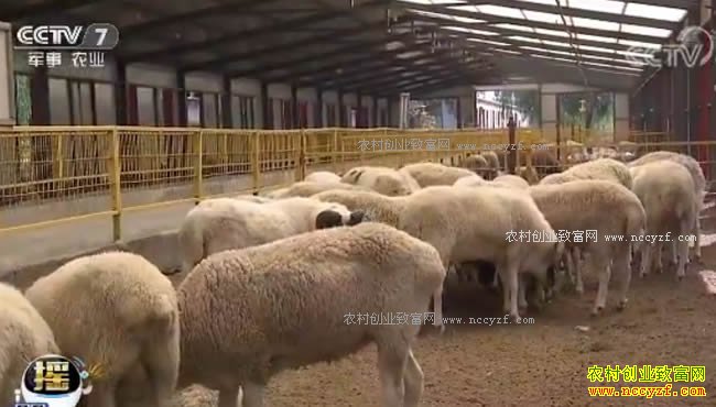 [�Ƽ�Է]�ֲ����ֲ��̵���Ʒ�ְ�������