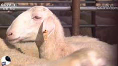 [�Ƽ�Է]�ֲ����ֲ��̵���Ʒ�ְ�������