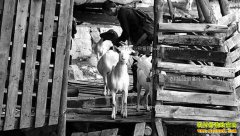 ����ʯ����̷�θ���ֳɽ��������6���Ԫ