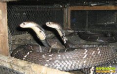 �����ˮ�ؼֽ�����ֳ�۾��߷����¸�