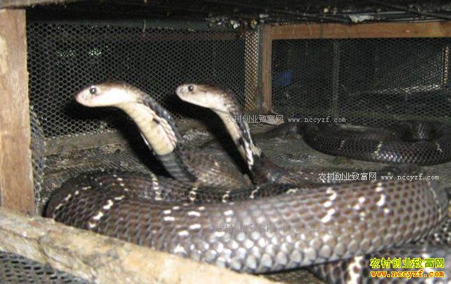 �����ˮ�ؼֽ�����ֳ�۾��߷����¸�