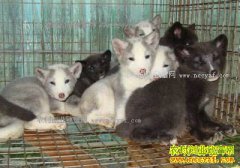 �������������ı����������¸���