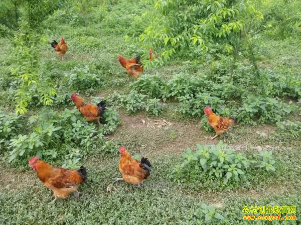 �㽭�������ž�������̬����ũ��