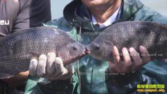 [�¸���]�㶫ï������ΰ��ֳ�޷���׬Ǯ������