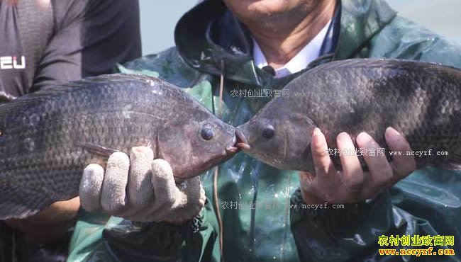 �¸������㶫ï������ΰ����ֳ�޷���׬Ǯ������