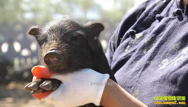 [�¸���]���ɹ�62����������ֳ����������ǧ��Ԫ