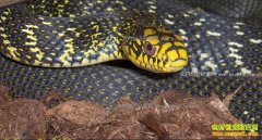 ��1����������100Ԫ ����ɣֲ������ֳ�����������¸�·