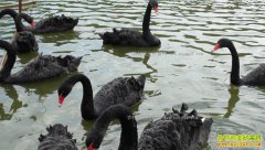 [�����е�]���������������ֳ�������׬����Ƹ�