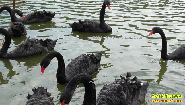 �����е������������������ֳ�������㿪ʼ׬����