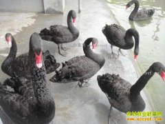 [ũ�����]�������˹���ֳ������Ƶ