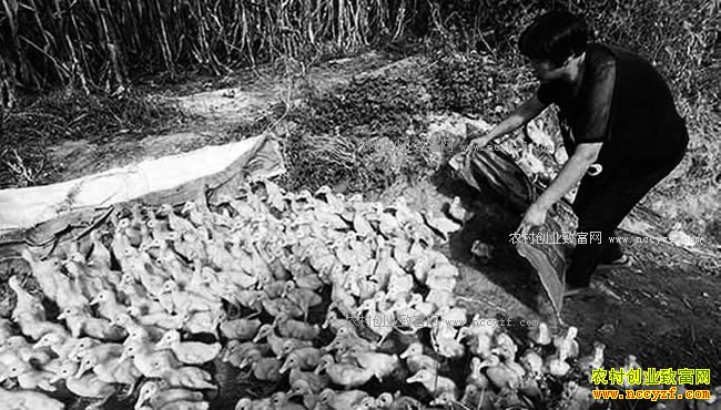 �ӱ����壺������Ѽ��ũ��