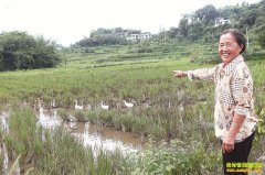 �Ĵ����ݷ����壺������ѼЧ��ó�ũ���¸�����Ŀ